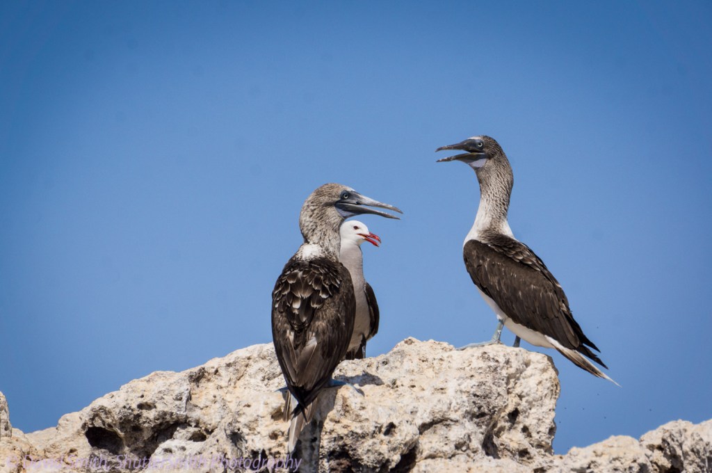 Two blue footed booby birds on Marietas Islands.